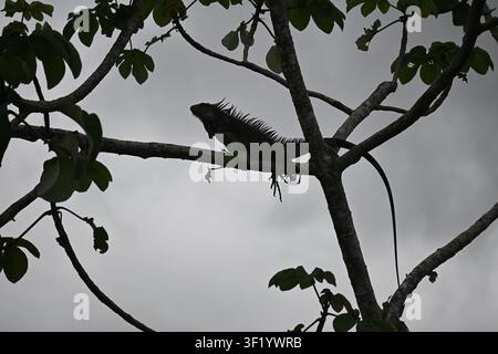 Green Iguana Resting on a Tree Branch in Chiriquí, Panama Stock Photo