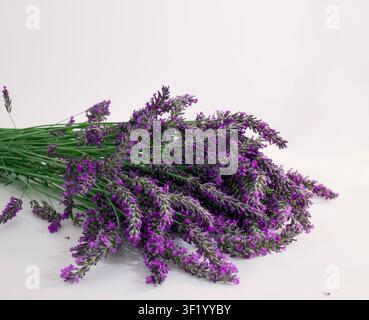 A vibrant bundle of fresh lavender flowers with prominent green stems lies horizontally on a clean white surface Stock Photo