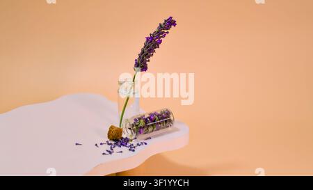 A single lavender sprig in a glass bottle and a bottle containing lavender florets are artfully arranged on a curved white-pink surface, Stock Photo