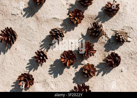 Brown pine cones scattered on a light stone surface in warm sunlight, casting soft shadows. Simple natural flat lay with rustic autumn and winter seas Stock Photo