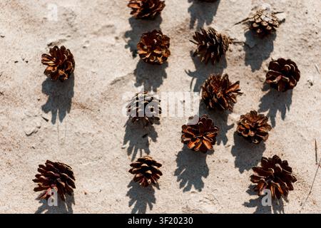 Brown pine cones scattered on a light stone surface in warm sunlight, casting soft shadows. Simple natural flat lay with rustic autumn and winter seas Stock Photo