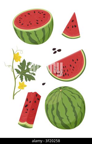 Watermelon set. Whole and Sliced ripe watermelon, leaves and flowers Stock Vector