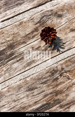 Small brown pine cone casting a clear shadow on a weathered wooden surface in warm sunlight, with rustic texture and simple natural style. Stock Photo