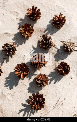 Brown pine cones scattered on a light stone surface in warm sunlight, casting soft shadows. Simple natural flat lay with rustic autumn and winter seas Stock Photo