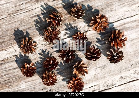 Small brown pine cones scattered on a rustic wooden surface in warm sunlight, creating strong shadows and a cozy natural autumn feel. Stock Photo