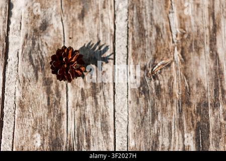 Small brown pine cone casting a clear shadow on a weathered wooden surface in warm sunlight, with rustic texture and simple natural style. Stock Photo