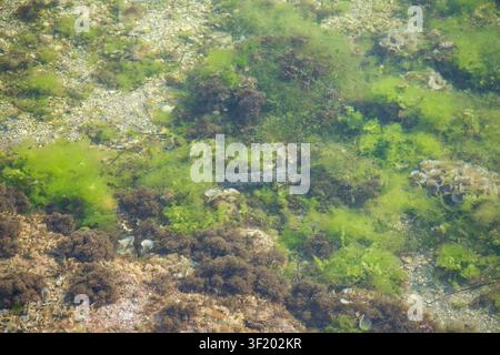 Close-up of diverse green and brown algae growing on a sandy and rocky shallow seabed underwater. Stock Photo