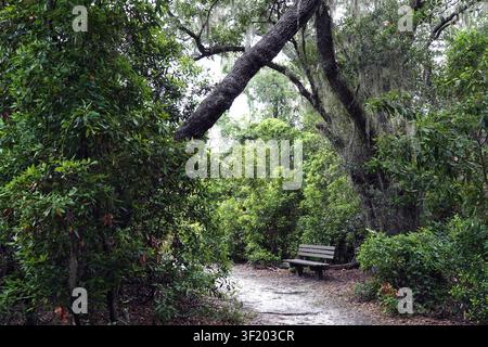 A wooden bench is placed alongside a sandy path in a wooded setting, surrounded by dense greenery and trees draped with Spanish moss. Stock Photo