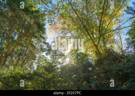 Sunlight filters through dense forest canopy. Leaves shimmer in golden, green, and amber tones. Dappled light creates soft shadows on undergrowth. Tre Stock Photo