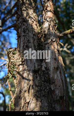 Weathered bark of an ancient pine tree. Texture reveals age, depth, and resilience. Sunlight filters through canopy above. Natural patterns echo earth Stock Photo