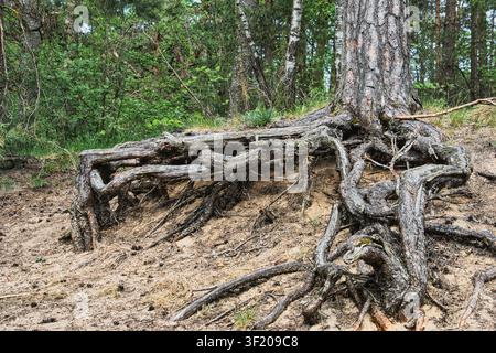 Exposed pine tree roots on sandy soil in forest Stock Photo