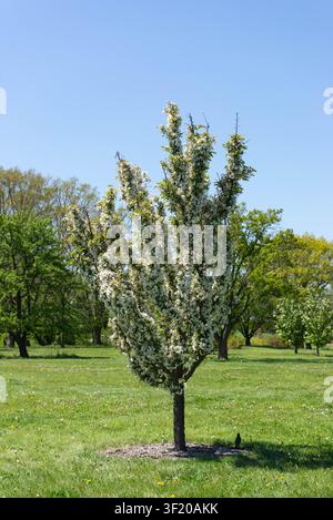 A beautiful vertical shot of a young ornamental tree in full bloom with dense white flowers, standing in a lush green grassy park on a sunny spring da Stock Photo