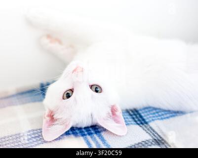A white shorthair kitten lying upside down on a blanket Stock Photo