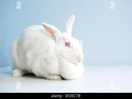 A domesticated white New Zealand rabbit with red eyes and a large dewlap Stock Photo