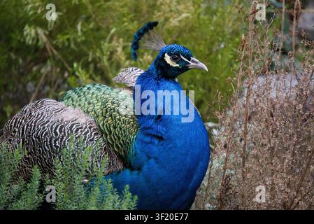 Close-up profile portrait of a male Indian peafowl (Pavo cristatus) showing vibrant blue neck feathers and delicate head crest outdoors. Stock Photo