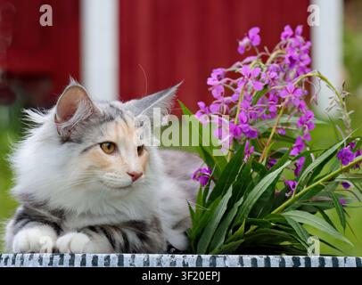 Norwegian forest cat female kitten and some pink flowers Stock Photo
