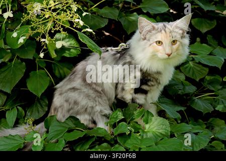 Norwegian forest cat kitten among green leaves Stock Photo
