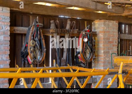 Rustic old horse harnesses and wooden farm implements hanging on a brown wooden wall inside a barn Stock Photo