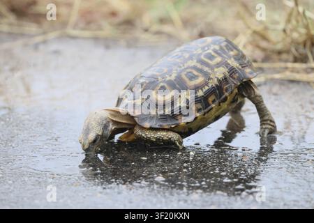 Leopard tortoise, Stigmochelys pardalis, single adult drinking water from a puddle on a road, Kruger National Park, South Africa Stock Photo