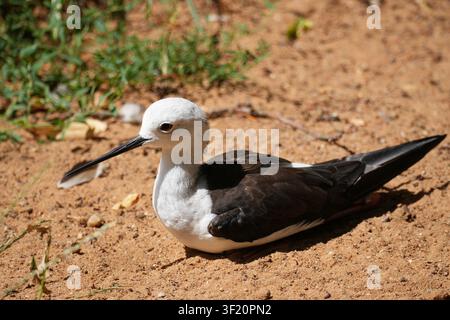 Black-winged stilt resting on sandy ground Stock Photo