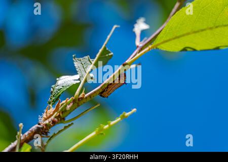 A caterpillar crawling on a plum tree branch against a blue sky Stock Photo