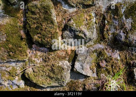 Mossy cyclopean masonry wall texture background, top view of rustic irregular broken stone pavement, full frame moss covered natural rock wall pattern Stock Photo