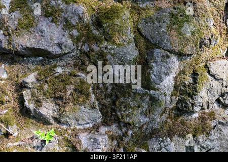 Mossy cyclopean masonry wall texture background, top view of rustic irregular broken stone pavement, full frame moss covered natural rock wall pattern Stock Photo