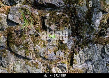 Mossy cyclopean masonry wall texture background, top view of rustic irregular broken stone pavement, full frame moss covered natural rock wall pattern Stock Photo