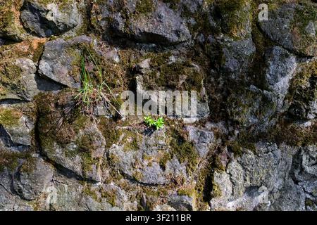 Mossy cyclopean masonry wall texture background, top view of rustic irregular broken stone pavement, full frame moss covered natural rock wall pattern Stock Photo