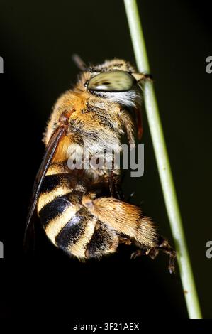 Detailed macro photography of a fruit fly with distinctly patterned wings and colorful eyes perched on a leaf. Stock Photo