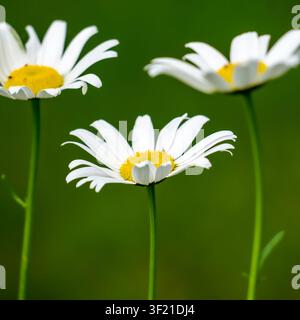 Three white oxeye daisies (Leucanthemum vulgare) with yellow centers against a blurred green background; small insects are visible on two flowers. Min Stock Photo