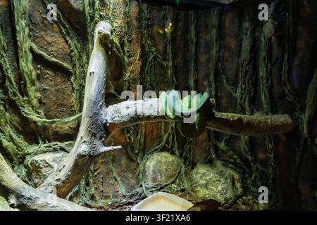 Green tree python resting coiled on a tree branch in a tropical rainforest terrarium. Close-up of an exotic arboreal snake with vibrant green scales Stock Photo