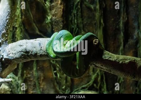 Green tree python resting coiled on a tree branch in a tropical rainforest terrarium. Close-up of an exotic arboreal snake with vibrant green scales Stock Photo