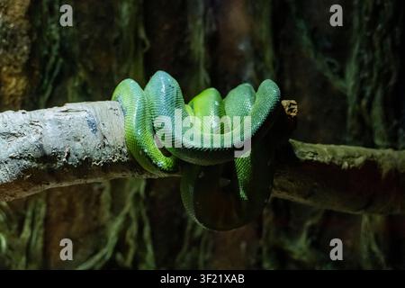 Green tree python resting coiled on a tree branch in a tropical rainforest terrarium. Close-up of an exotic arboreal snake with vibrant green scales Stock Photo