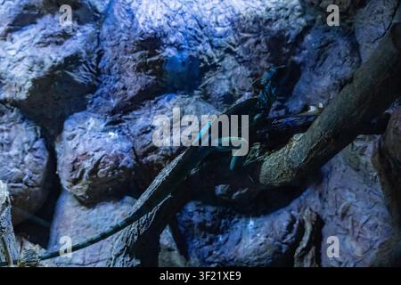 Close-up of a bearded dragon lizard resting on rocks inside a terrarium. Detailed reptile scales and natural habitat in a zoo or exotic animal exhibit Stock Photo