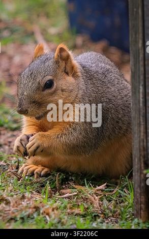 Fox squirrel eating in grass beside a wooden post, showing small mammal wildlife behavior in a natural outdoor setting. Stock Photo
