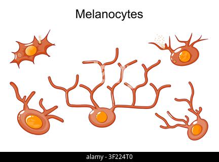 Melanocyte cells. Set icons collection. Different types of Melanocytes. Melanin producing cells. Melanin synthesis. Dermatology. Vector illustration Stock Vector