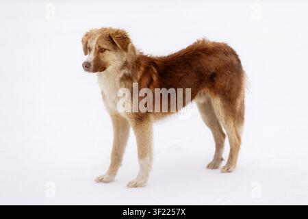 Red brown mutt puppy standing outdoor in the snow. Mixed Breed street dog Stock Photo