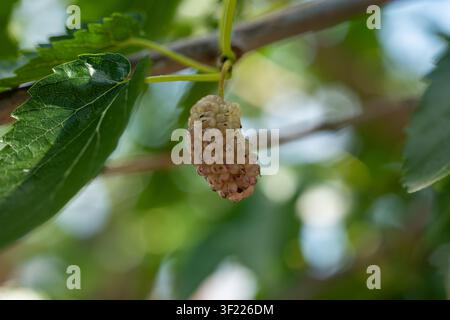 A close up horizontal full shot captures a single unripe white mulberry hanging from a thin tree branch nestled among textured green leaves. Stock Photo