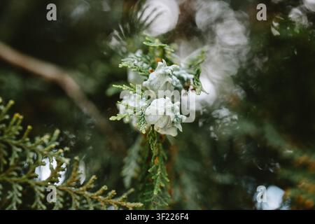A close up horizontal full shot captures numerous small, pale green thuja pine cones growing across dense evergreen branches with textured leaves. Stock Photo