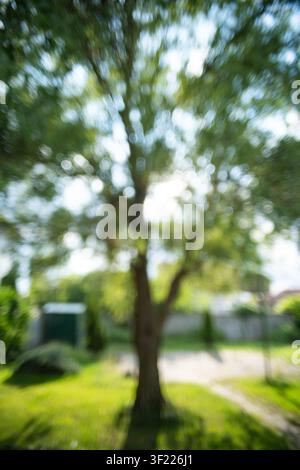 A vertical, artistic out-of-focus shot captures a bright backyard garden on a sunny day, with a prominent tree trunk and dappled light. Stock Photo