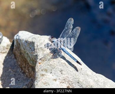 Orthetrum triangulare melania (Blue-Tailed Forest Hawk) Dragonfly Perched on Rock, Japan Stock Photo