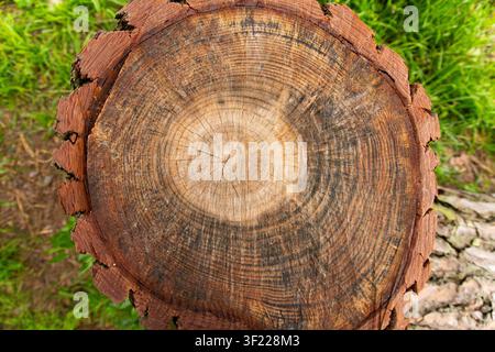 A close-up view of a freshly cut tree trunk reveals its concentric growth rings in shades of brown and amber, radiating from a heartwood centre Stock Photo