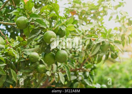 Green Citrus Fruit Growing on Tree Branches in Sunny Orchard with Lush Foliage Stock Photo
