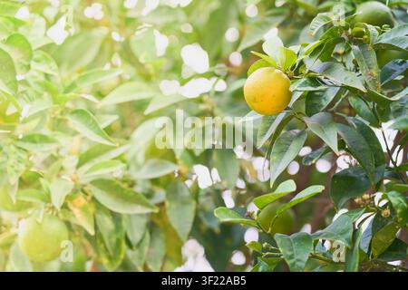 Ripe Orange Fruit Hanging on Citrus Tree with Sunlight and Lush Green Leaves  Stock Photo