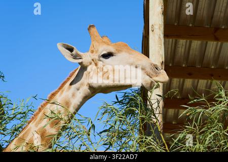 Close-Up Giraffe Feeding on Green Leaves Under Blue Sky in Wildlife Park Stock Photo
