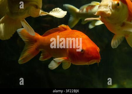 Close-up view of several koi fish swimming underwater against a dark background. The image features a bright orange koi in the center with other white Stock Photo