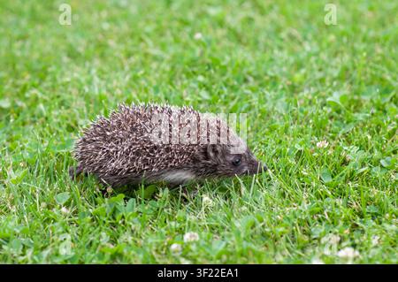 Cute little hedgehog walking across green grass photographed from a slightly elevated angle. Natural outdoor scene with copy space. Stock Photo