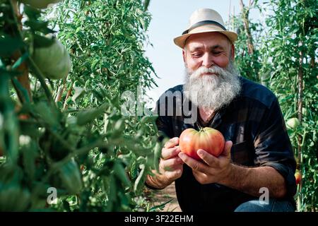 Senior man with a long beard and straw hat holding a freshly picked organic tomato in his urban garden, embodying sustainable farming Stock Photo