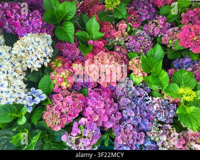 Floral background wallpaper: a vibrant blend of blue, pink and purple hydrangeas with lush green leaves Stock Photo